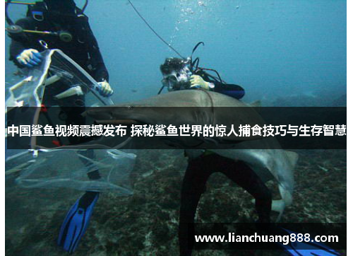中国鲨鱼视频震撼发布 探秘鲨鱼世界的惊人捕食技巧与生存智慧